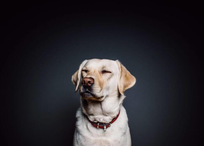 animal-collar-dog-8700 animal-collar-dog-8700