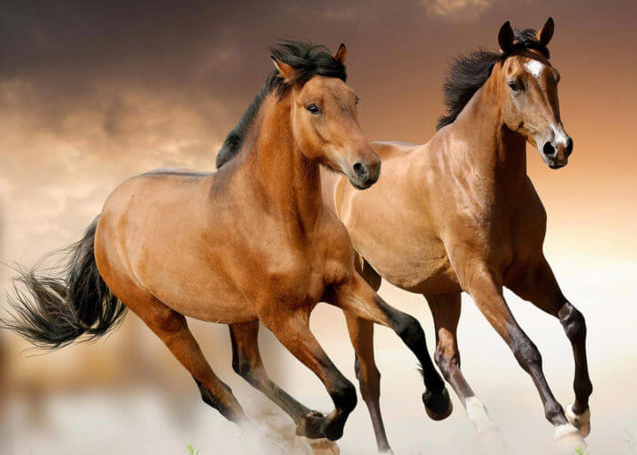 horses_cut horses_cut